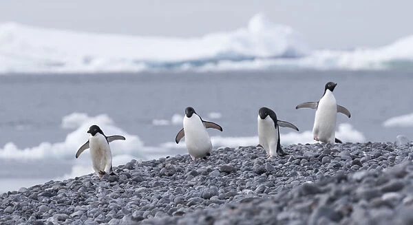Group of four Adelie Penguins (Pygoscelis adeliae), Paulet Island, Antarctica