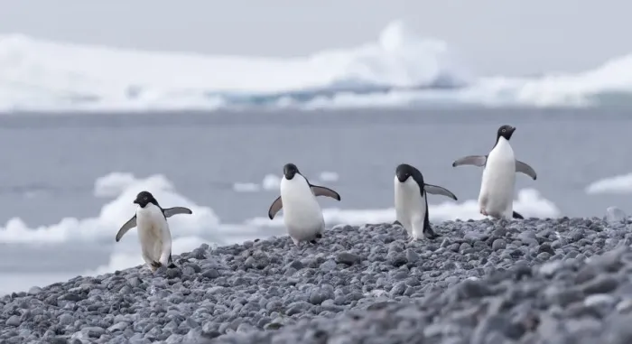 Framed Print : Group of four Adelie Penguins (Pygoscelis adeliae), Paulet Island, Antarctica Framed Print : Group of four Adelie Penguins (Pygoscelis adeliae), Paulet Island, Antarctica
