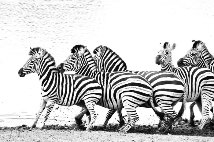Framed Print : Group of frightened Burchellaes Zebras (Equus quagga burchellii Framed Print : Group of frightened Burchellaes Zebras (Equus quagga burchellii