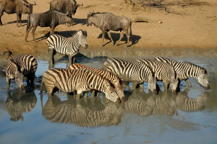 Framed Print : Group of Plains Zebraaes (Equus burchellii) and Blue Wildebeest(Connochaetus taurinus Framed Print : Group of Plains Zebraaes (Equus burchellii) and Blue Wildebeest(Connochaetus taurinus