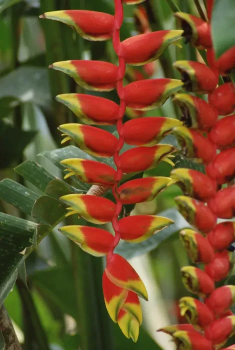 Framed Print : Hanging Heliconia (Heliconia rostrata) blooming in rainforest, Peru to Belize