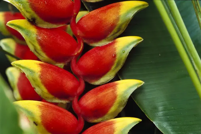 Framed Print : Hanging Heliconia (Heliconia rostrata) close-up, Belize