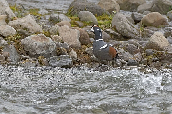 Harlequin Duck (Histrionicus histrionicus) standing at the waters edge on a stone