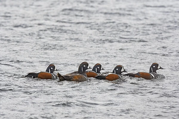 Harlequin Duck (Histrionicus histrionicus) group swimming, Vatnsdalsvatn, West Fjords