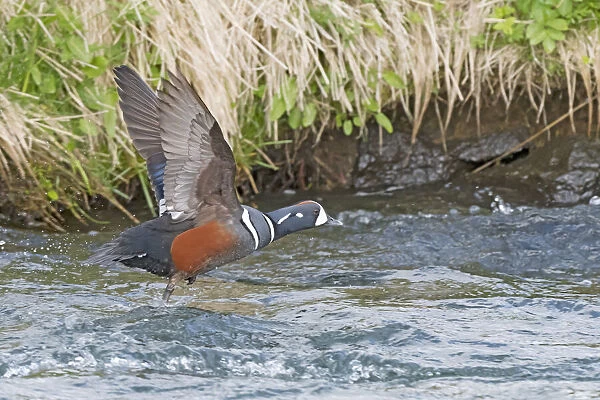 Harlequin Duck (Histrionicus histrionicus) male taking off from the water, Laxa River