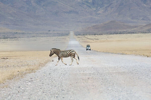 Hartmannaes Mountain Zebra (Equus zebra hartmannae) crossing a road, Namibia