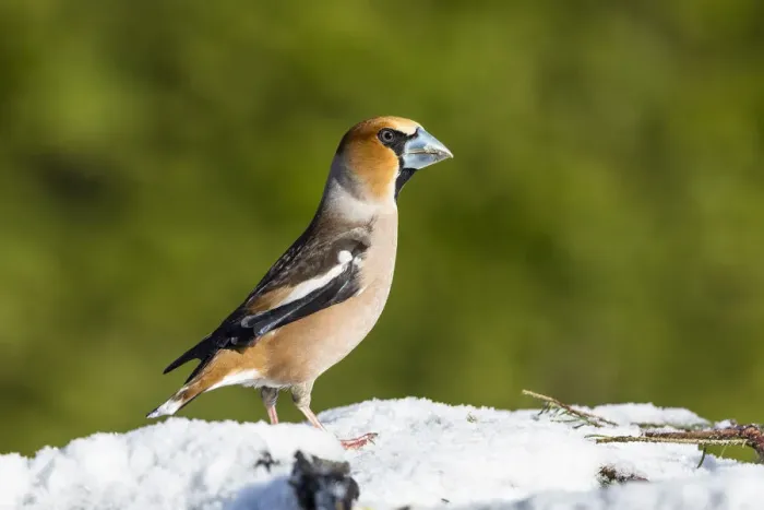 Framed Print : Hawfinch (Coccothraustes coccothraustes) male in winter, Bavaria, Germany Framed Print : Hawfinch (Coccothraustes coccothraustes) male in winter, Bavaria, Germany