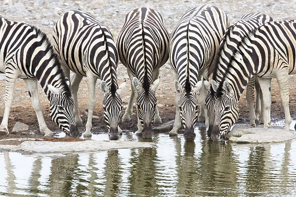 Herd of Burchellaes Zebra (Equus quagga burchellii) in a row drinking at the edge of a