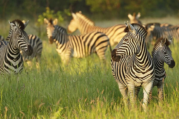 Herd of Plains Zebra (Equus quagga) standing in grassland, South Africa, Limpopo