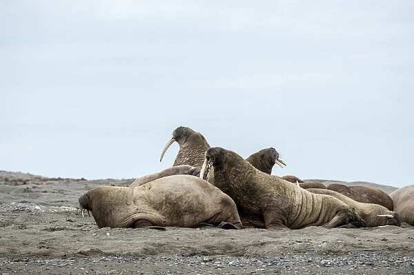 A herd of Walrusses (Odobenus rosmarus) at Poolepynten, Svalbard