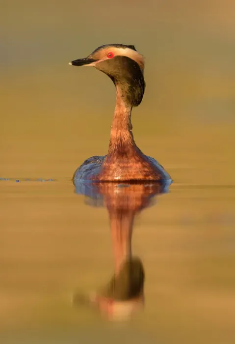 Framed Print : Horned Grebe (Podiceps auritus), British Columbia, Canada Framed Print : Horned Grebe (Podiceps auritus), British Columbia, Canada