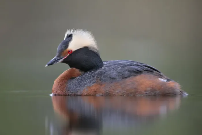 Framed Print : Horned Grebe (Podiceps auritus), Alaska, USA Framed Print : Horned Grebe (Podiceps auritus), Alaska, USA