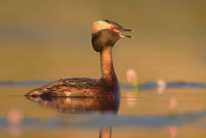Framed Print : Horned Grebe (Podiceps auritus) calling, British Columbia, Canada Framed Print : Horned Grebe (Podiceps auritus) calling, British Columbia, Canada