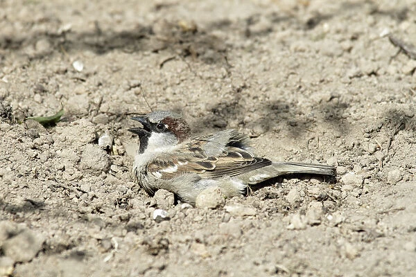 House Sparrow (Passer domesticus) male taking a dustbath, Bursfelde, Lower Saxony