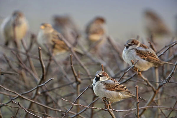 House Sparrow (Passer domesticus) group, North Rhine-Westphalia, Germany