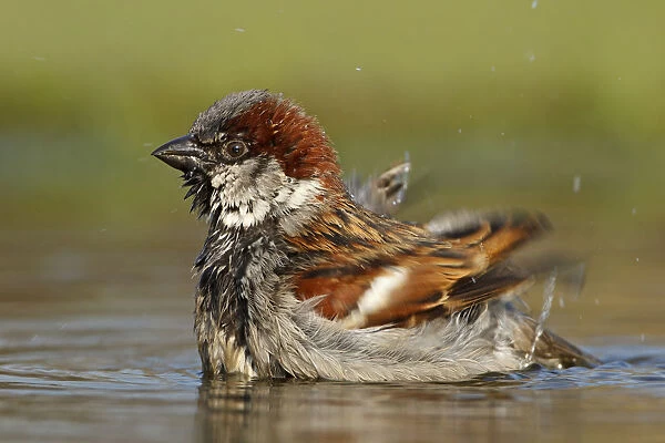 House Sparrow (Passer domesticus) male bathing, Germany