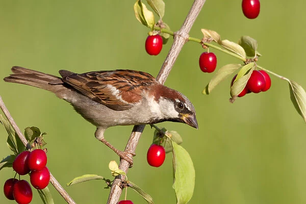 House Sparrow (Passer domesticus) male, St. Gallen, Switzerland