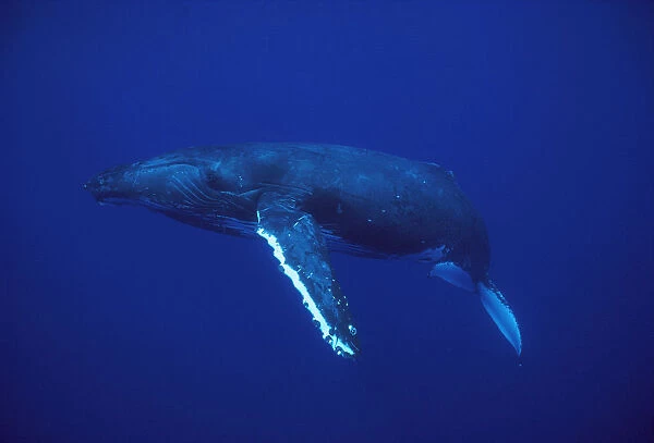Humpback Whale (Megaptera novaeangliae), Kona coast, Hawaii