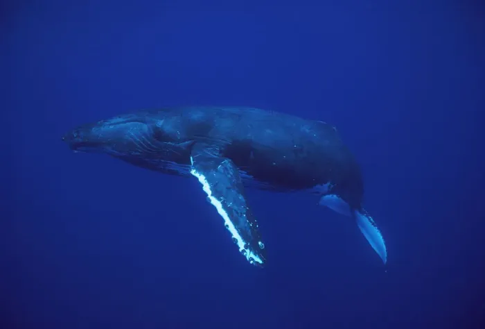 Framed Print : Humpback Whale (Megaptera novaeangliae), Kona coast, Hawaii