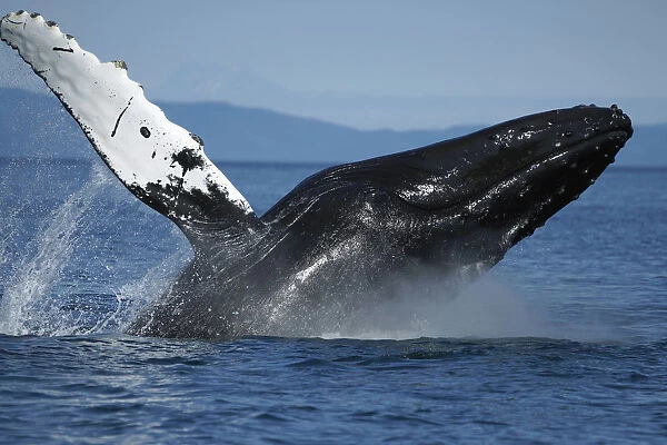 Humpback Whale (Megaptera novaeangliae) breaching, Alaska