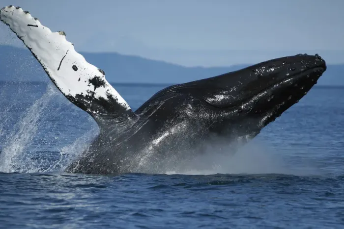 Framed Print : Humpback Whale (Megaptera novaeangliae) breaching, Alaska Framed Print : Humpback Whale (Megaptera novaeangliae) breaching, Alaska