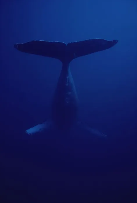 Framed Print : Humpback Whale (Megaptera novaeangliae) male singing, Hawaii Framed Print : Humpback Whale (Megaptera novaeangliae) male singing, Hawaii