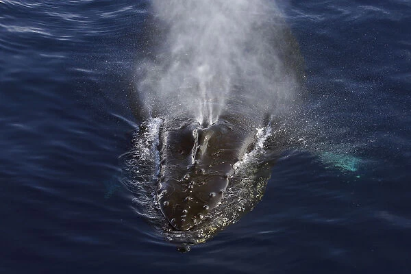 Humpback Whale (Megaptera novaeangliae) spouting, Antarctic Peninsula, Antarctica