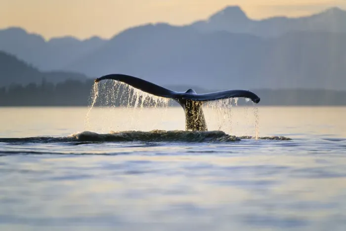 Framed Print : Humpback Whale (Megaptera novaeangliae) tail, Inside Passage, Alaska Framed Print : Humpback Whale (Megaptera novaeangliae) tail, Inside Passage, Alaska