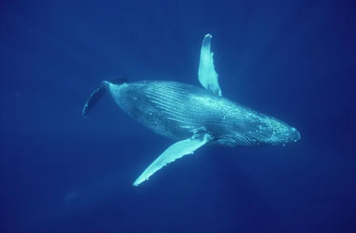 Framed Print : Humpback Whale (Megaptera novaeangliae) underwater, Hawaii