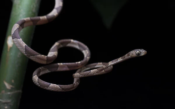 Hunting Blunthead tree snake (Imantodes cenchoa), Pico Bonito, Honduras
