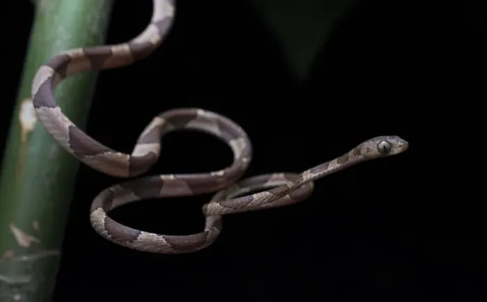 Framed Print : Hunting Blunthead tree snake (Imantodes cenchoa), Pico Bonito, Honduras Framed Print : Hunting Blunthead tree snake (Imantodes cenchoa), Pico Bonito, Honduras