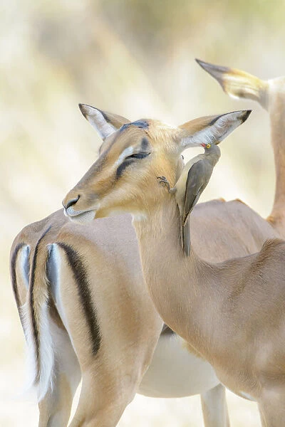 Two Impalas (Aepyceros melampus) and a Red-billed oxpecker (Buphagus erythrorhyncus), Kruger National Park, South Africa
