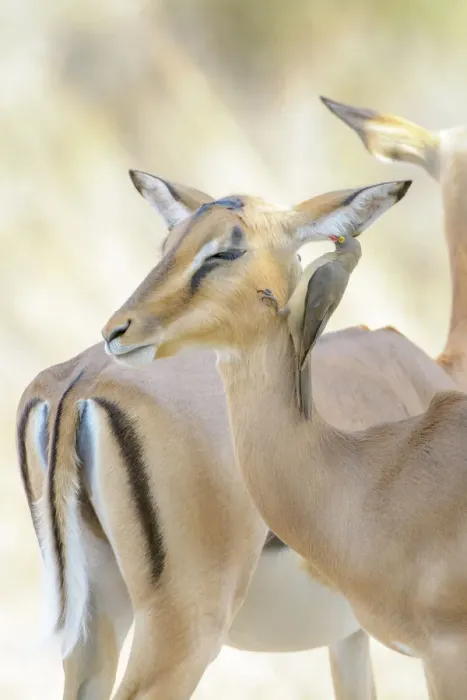Framed Print : Two Impalas (Aepyceros melampus) and a Red-billed oxpecker (Buphagus erythrorhyncus), Kruger National Park, South Africa Framed Print : Two Impalas (Aepyceros melampus) and a Red-billed oxpecker (Buphagus erythrorhyncus), Kruger National Park, South Africa