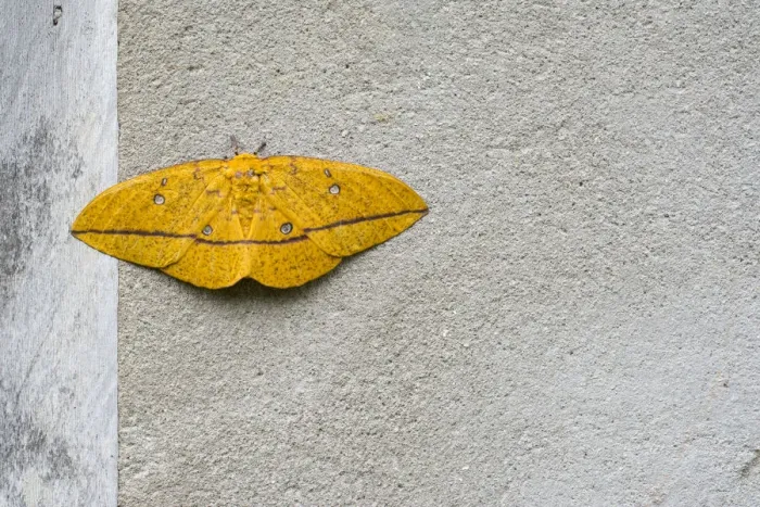 Framed Print : Imperial moth (Eacles imperialis) resting on wall, Brazil Framed Print : Imperial moth (Eacles imperialis) resting on wall, Brazil
