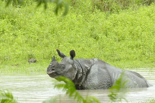 Indian Rhinoceros (Rhinoceros unicornis) taking a bath in a pool, India, Assam, Trezpur