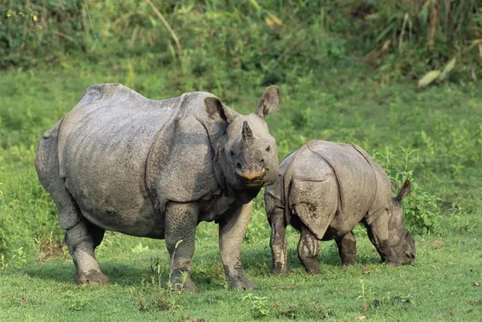 Framed Print : Indian rhinoceros (Rhinoceros unicornis), mother with calf, India, Assam Framed Print : Indian rhinoceros (Rhinoceros unicornis), mother with calf, India, Assam