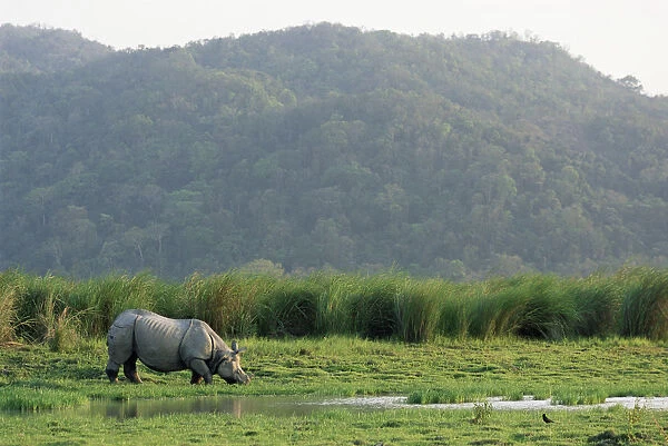 Indian rhinoceros (Rhinoceros unicornis) grazing, India, Assam, Kaziranga National Park