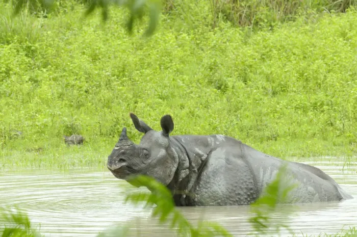 Framed Print : Indian Rhinoceros (Rhinoceros unicornis) taking a bath in a pool, India, Assam, Trezpur Framed Print : Indian Rhinoceros (Rhinoceros unicornis) taking a bath in a pool, India, Assam, Trezpur