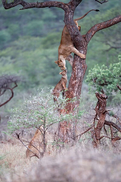 Interaction between a female Lion (Panthera leo) and her cub in a tree