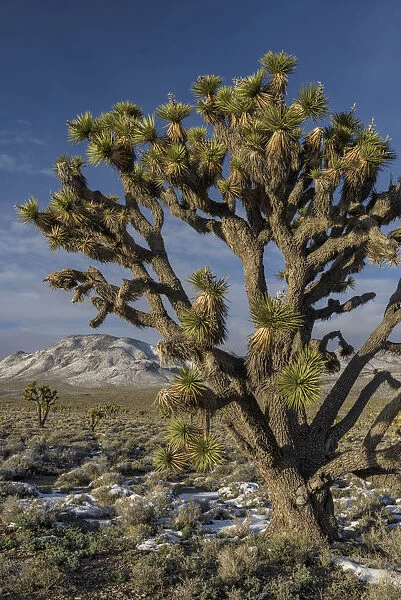Joshua Tree (Yucca brevifolia), Death Valley National Park, California