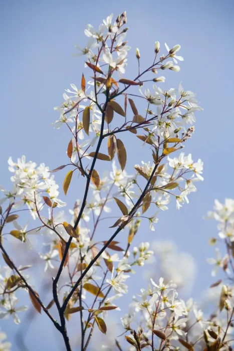 Framed Print : Juneberry (Amelanchier lamarckii) blossoming branches, Den Helder, The Netherlands Framed Print : Juneberry (Amelanchier lamarckii) blossoming branches, Den Helder, The Netherlands