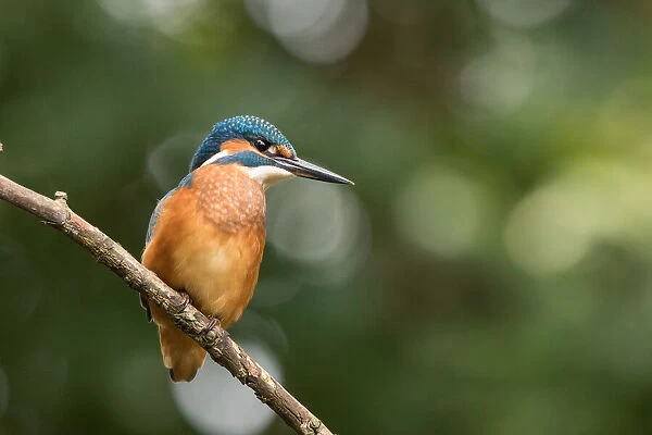 Juvenile Common Kingfisher (Alcedo atthis) looking for a prey, Flanders, Belgium