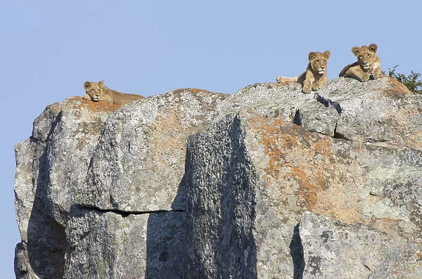 Three juvenile lions (Panthera leo) on a high rock, South Africa, Limpopo