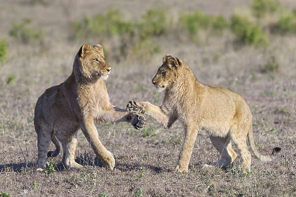Two juvenile Lions (Panthera leo) playing, Sabi Sands Private Game Reserve, Mpumalanga
