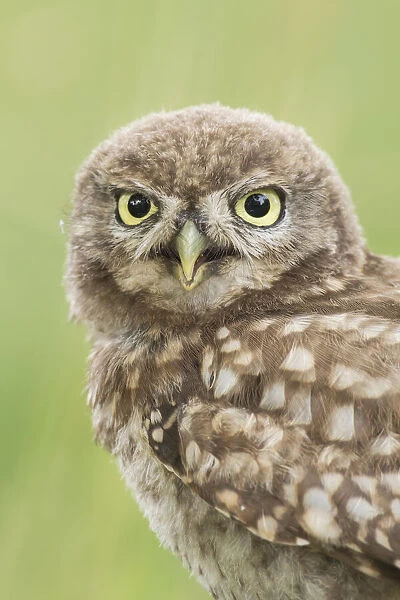 Juvenile Little Owl (Athene Noctua) portrait, The Netherlands