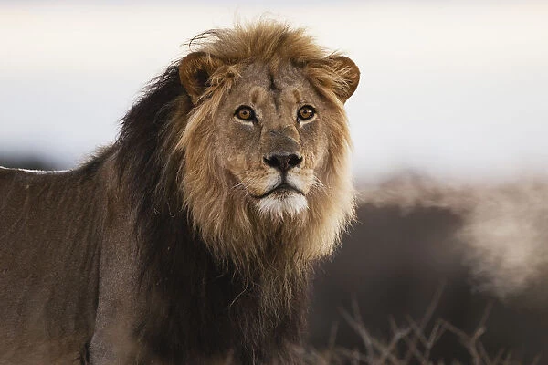 Kalahari lion (Panthera leo) at first light with breath shimmering on a cold foggy