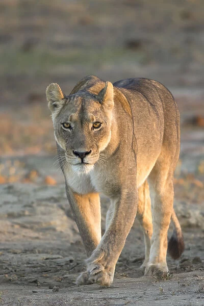 A Kalahari lion (Panthera leo) walks head on towards the viewer