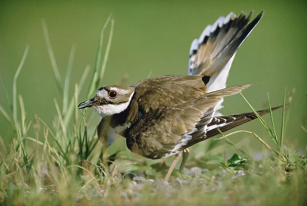 Killdeer (Charadrius vociferus) parent displaying while trying to distract predator from nest