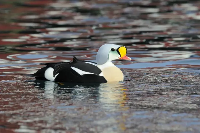 Framed Print : King Eider (Somateria spectabilis) male swimming, Norway Framed Print : King Eider (Somateria spectabilis) male swimming, Norway