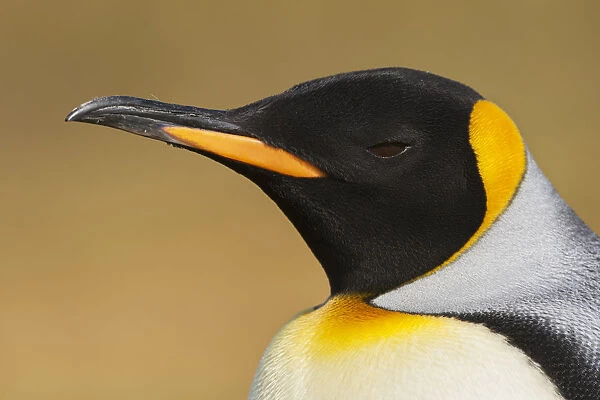 King Penguin (Aptenodytes patagonicus), Volunteer Point, Falkland Islands